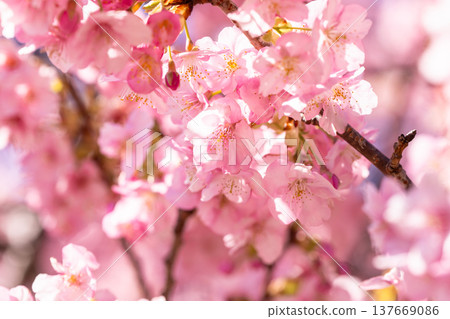 《Shizuoka Prefecture》 Kawazu cherry blossoms in full bloom, Minamiizu Town 《Shizuoka Prefecture》 Kawazu cherry blossoms in full bloom, Minamiizu Town 137669086