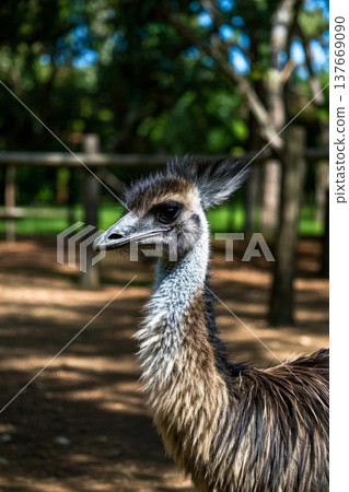 动物园中站立的鸵鸟特写 137669090