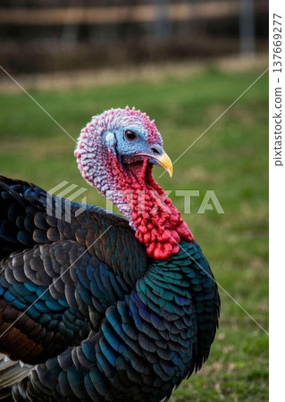 火鸡特写近景 137669277