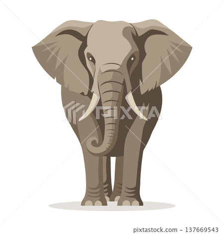 African elephant, front view. Elephant mammal isolated on white background. Illustration. African elephant, front view. Elephant mammal isolated on white background. Illustration. 137669543