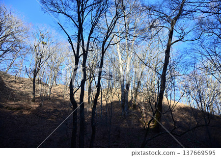 Winter forest Winter forest 137669595