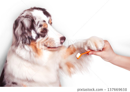 Aussie dog holds an orange toothbrush in paw along with a human hand. Oral hygiene, animal care white background close up photo Aussie dog holds an orange toothbrush in paw along with a human hand. Oral hygiene, animal care white background close up photo 137669638