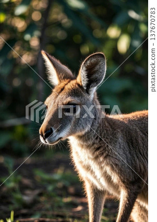 户外站立的袋鼠特写 137670783