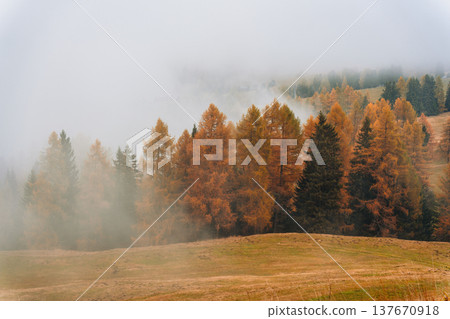 Autumn larch forest with foggy morning on rolling hill in Dolomites, Italy Autumn larch forest with foggy morning on rolling hill in Dolomites, Italy 137670918