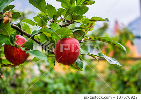 Fresh red apple growing on tree branch in orchard Fresh red apple growing on tree branch in orchard 137670922