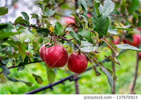 Fresh red apple growing on tree branch in orchard 137670923