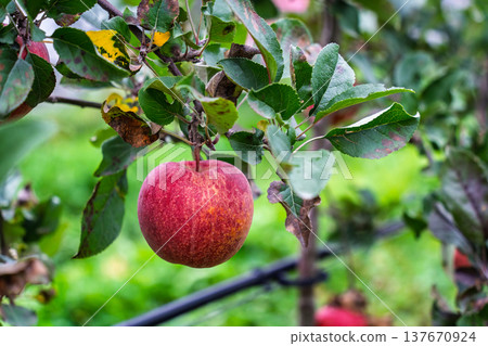 Fresh red apple growing on tree branch in orchard 137670924