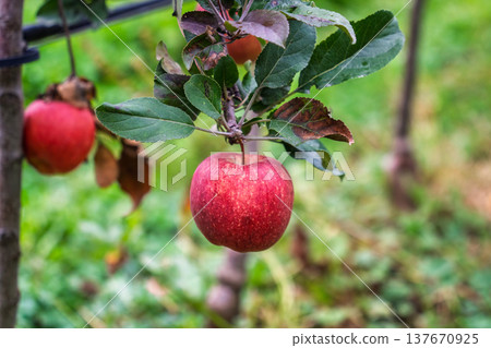 Fresh red apple growing on tree branch in orchard 137670925