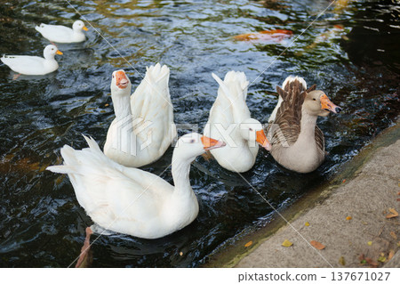 Flock of ducks and geese waiting for food while floating on farm pond 137671027