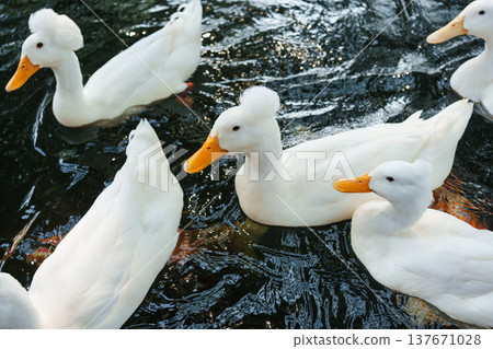 Flock of ducks and geese waiting for food while floating on farm pond Flock of ducks and geese waiting for food while floating on farm pond 137671028