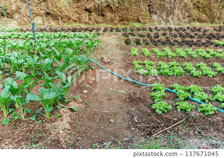 Organic fresh green lettuce and asian leafy vegetables growing in organic farm soil Organic fresh green lettuce and asian leafy vegetables growing in organic farm soil 137671045