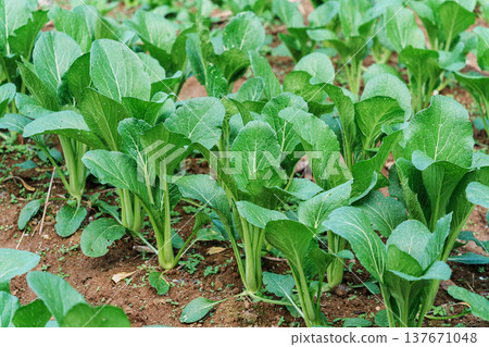 Organic fresh green lettuce and asian leafy vegetables growing in organic farm soil Organic fresh green lettuce and asian leafy vegetables growing in organic farm soil 137671048