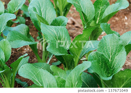 Organic fresh green lettuce and asian leafy vegetables growing in organic farm soil Organic fresh green lettuce and asian leafy vegetables growing in organic farm soil 137671049