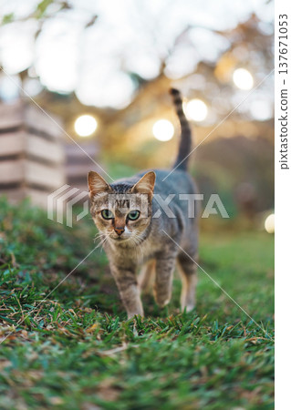Domestic tabby cat living freely in garden outdoors 137671053