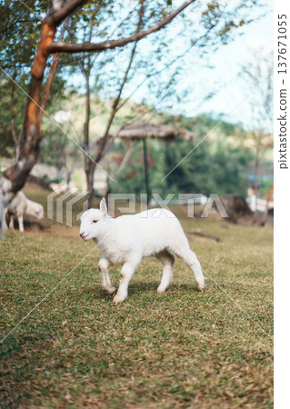 Happy cute baby lamb in natural farm environment Happy cute baby lamb in natural farm environment 137671055