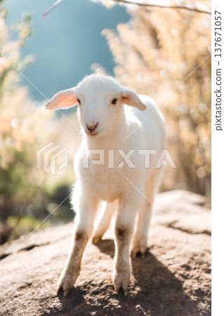 Happy cute baby lamb in natural farm environment 137671057