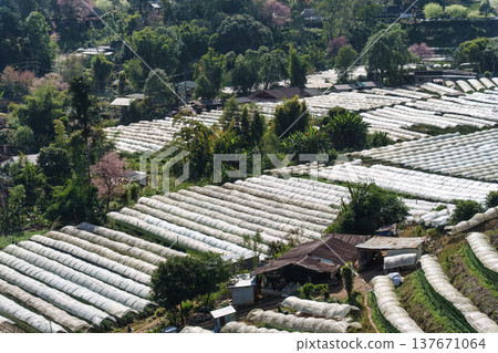 Plastic tunnel greenhouse vegetable rows on hillside farm in rural highland 137671064