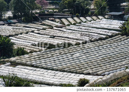 Plastic tunnel greenhouse vegetable rows on hillside farm in rural highland 137671065