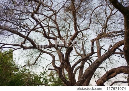 Brown bark plum tree branches during winter season in garden 137671074