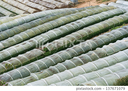 Plastic tunnel greenhouse vegetable rows on hillside farm in rural highland Plastic tunnel greenhouse vegetable rows on hillside farm in rural highland 137671079