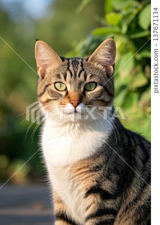 Outdoor close-up of a tabby cat 137671134