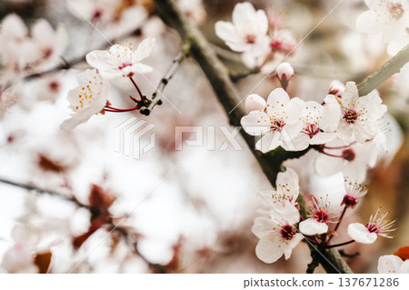 Abstract spring floral frame background, cherry blossom tree branches, floral wallpaper with soft focus Abstract spring floral frame background, cherry blossom tree branches, floral wallpaper with soft focus 137671286