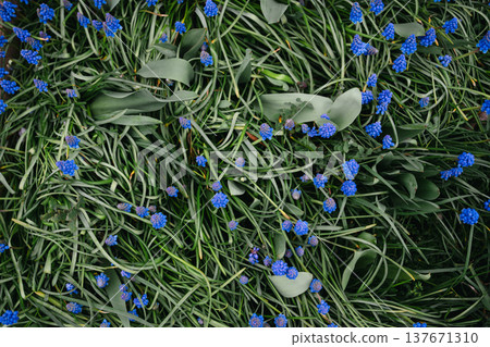 spring blue, purple small flowers. Muscari armeniacum (also known as Armenian grape hyacinth) flowers swaying in the wind in a spring day. Abstract nature concept spring blue, purple small flowers. Muscari armeniacum (also known as Armenian grape hyacinth) flowers swaying in the wind in a spring day. Abstract nature concept 137671310