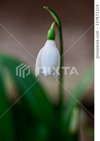 Spring flower background. Winter. Tiny first snowdrop white flower macro photo Spring flower background. Winter. Tiny first snowdrop white flower macro photo 137671314
