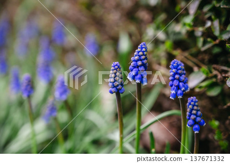 spring blue, purple small flowers. Muscari armeniacum (also known as Armenian grape hyacinth) flowers swaying in the wind in a spring day. Abstract nature concept 137671332