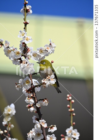 梅羅停在梅樹上 梅羅停在梅樹上 137671335