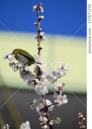 A Japanese white-eye perches on a plum tree and feeds on the nectar of the flowers. A Japanese white-eye perches on a plum tree and feeds on the nectar of the flowers. 137671336