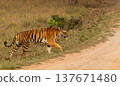 Bengal or Indian Tiger Walking Across a Road in Kanha National Park in India 137671480