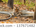 Male Bengal or Indian Tiger Bathing in a Concrete Water Hole in Kanha National Park India. 137671482