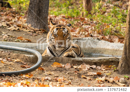 Male Bengal or Indian Tiger Bathing in a Concrete Water Hole in Kanha National Park India. 137671482