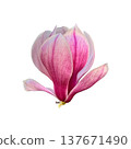 Magnolia flower head first spring plant with delicate petals close up, garden tree in blossom with natural soft lighting, isolated object cut out with clipping path, soft selective focus 137671490