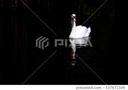 Close up White swan is cute in river 137671500