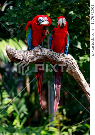Two the red macaw parrot bird in garden 137671501