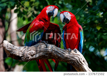 Two the red macaw parrot bird in garden Two the red macaw parrot bird in garden 137671502