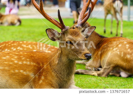 Deer eating grass Deer eating grass 137671657