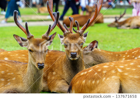 Staring deer Staring deer 137671658