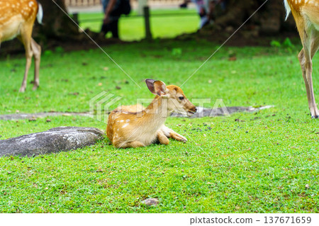 Grass eating deer Grass eating deer 137671659
