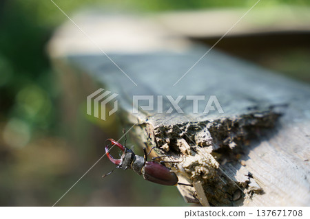 Large stag beetle Lucanus cervus crawling on a piece of old wood outdoors Large stag beetle Lucanus cervus crawling on a piece of old wood outdoors 137671708