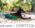 Miniature Pinscher dog lying on autumn leaves in a sunny forest with rainbow lens flare 137671716
