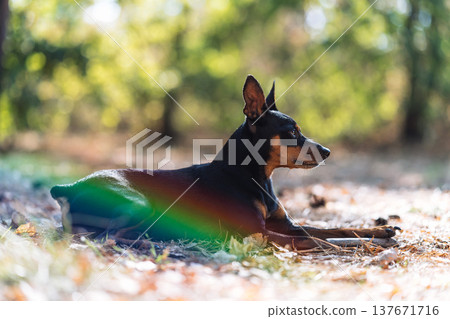 Miniature Pinscher dog lying on autumn leaves in a sunny forest with rainbow lens flare 137671716