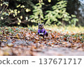 Funny small chihuahua dog in purple vest running on autumn leaves in a forest 137671717