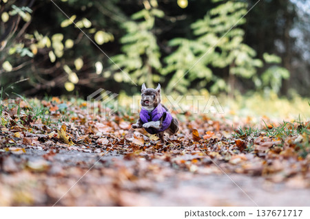Funny small chihuahua dog in purple vest running on autumn leaves in a forest Funny small chihuahua dog in purple vest running on autumn leaves in a forest 137671717