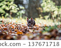 Small chocolate chihuahua puppy walking on autumn leaves in a beautiful forest 137671718