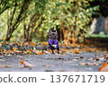 Funny small chihuahua dog in purple vest jumping on autumn path in the forest 137671719
