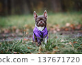 Cute small chihuahua dog wearing purple vest sitting with eyes closed in autumn forest 137671720