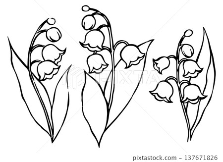 Set of lily of the valley flowers in vintage style. Vector doodle illustration. Set of lily of the valley flowers in vintage style. Vector doodle illustration. 137671826